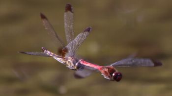 �R�m�V���g���{�Y�����āi�����j