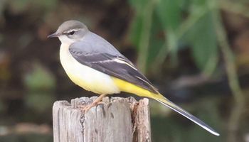 �L�Z�L���C�i���ؓ��j