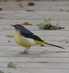 �L�Z�L���C�i���ؓ��j