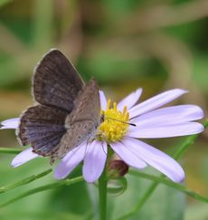 ���}�g�V�W�~�i���ؓ��j