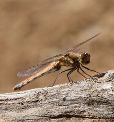 �A�L�A�J�l���i�^�������j