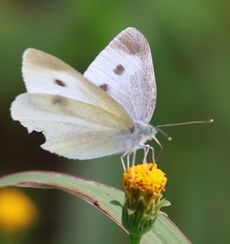 �����V���`���E�i�O����j