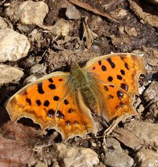 �L�^�e�n�i�^�������j