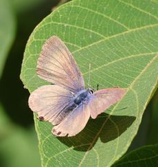 �E���i�~�V�W�~�i�ÊԖ؁j