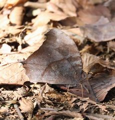 �N���R�m�}�`���E�i�ÊԖ؁j