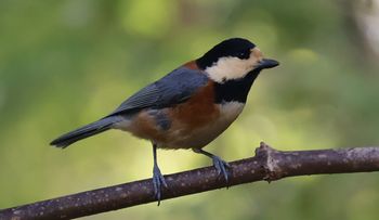 ���}�K���i���ؓ��j