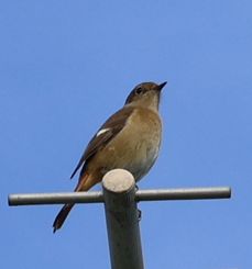 �W���E�r�^�L���i���ؓ��j