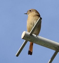 �W���E�r�^�L���i���ؓ��j