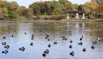 �������̓~�K���i�����j