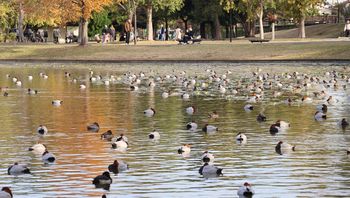 �������̓~�K���i�����j