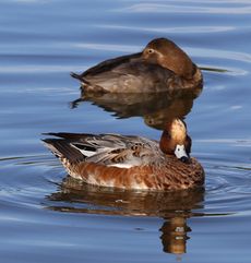 �q�h���K���ƃz�V�n�W�����i�����j