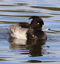 �L���N���n�W�����i�����j