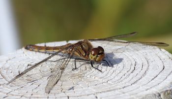 �A�L�A�J�l���i���ؓ��j