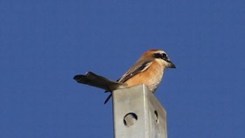 ���Y���i�ÊԖ؁j