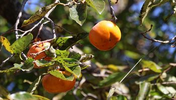 �`�i�^�������j