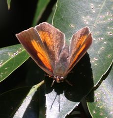 �E���M���V�W�~���i�ÊԖ؁j