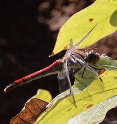 �A�L�A�J�l���i�ÊԖ؁j