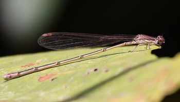 �z�\�~�C�g�g���{���i��X���j