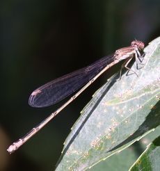 �z�\�~�C�g�g���{�i��X���j