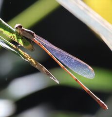 �z�\�~�C�g�g���{�i��X���j