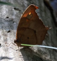 �N���R�m�}�`���E�i��X���j