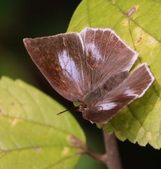 �E���M���V�W�~���i���ؓ��j