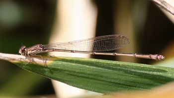 �z�\�~�C�g�g���{�i���ؓ��j