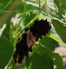 �W���R�E�A�Q�n�c���i���ؓ��j