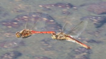 �A�L�A�J�l�Y�����āi�����j
