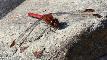 �R�m�V���g���{���i�����j