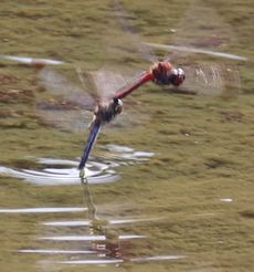 �R�m�V���g���{�Ő��Y���i�����j