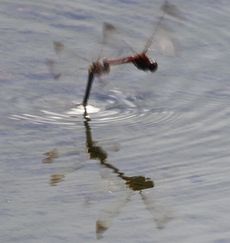 �R�m�V���g���{�Ő��Y���i�����j