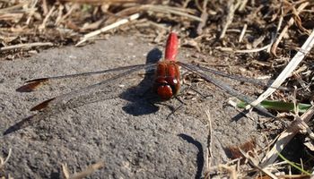 �R�m�V���g���{�����聉�i�����j