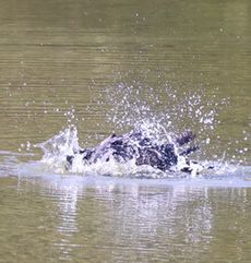 �J���X�̐����сi�����j