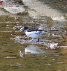 �Z�O���Z�L���C�i�����j