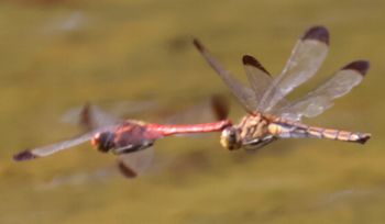 �R�m�V���g���{�Y�����āi�����j