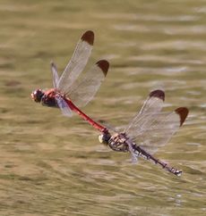 �R�m�V���g���{�Ő��Y���i�����j