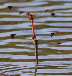 �R�m�V���g���{�Ő��Y���i�����j