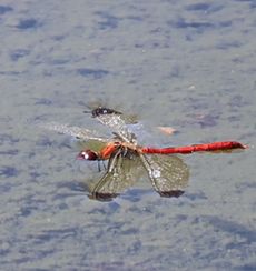 �R�m�V���g���{���i�����j