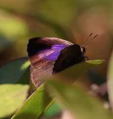 �����T�L�c�o�����i���ؓ��j