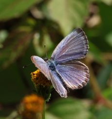 ���}�g�V�W�~�i���ؓ��j