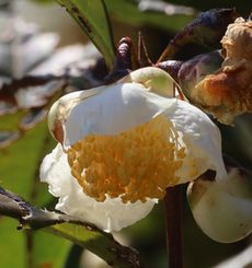 �`���o�i�i���ؓ��j