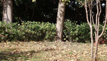 �z�~�`���E�̕����|�C���g�i���ؓ��j