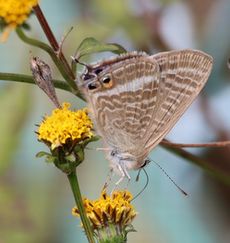 �E���i�~�V�W�~�i���ؓ��j