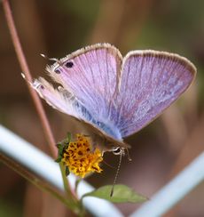 �E���i�~�V�W�~�i���ؓ��j