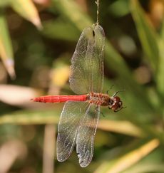 �A�L�A�J�l���i���ؓ��j