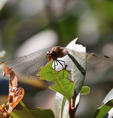 �A�L�A�J�l���i���ؓ��j