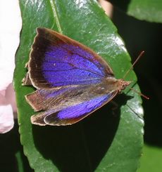 �����T�L�V�W�~���i���ؓ��j