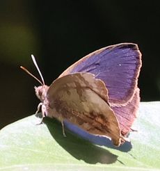 �����T�L�c�o�����i���ؓ��j