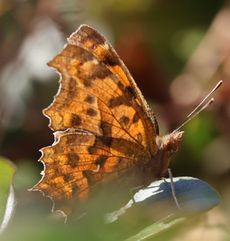 �L�^�e�n�i���ؓ��j